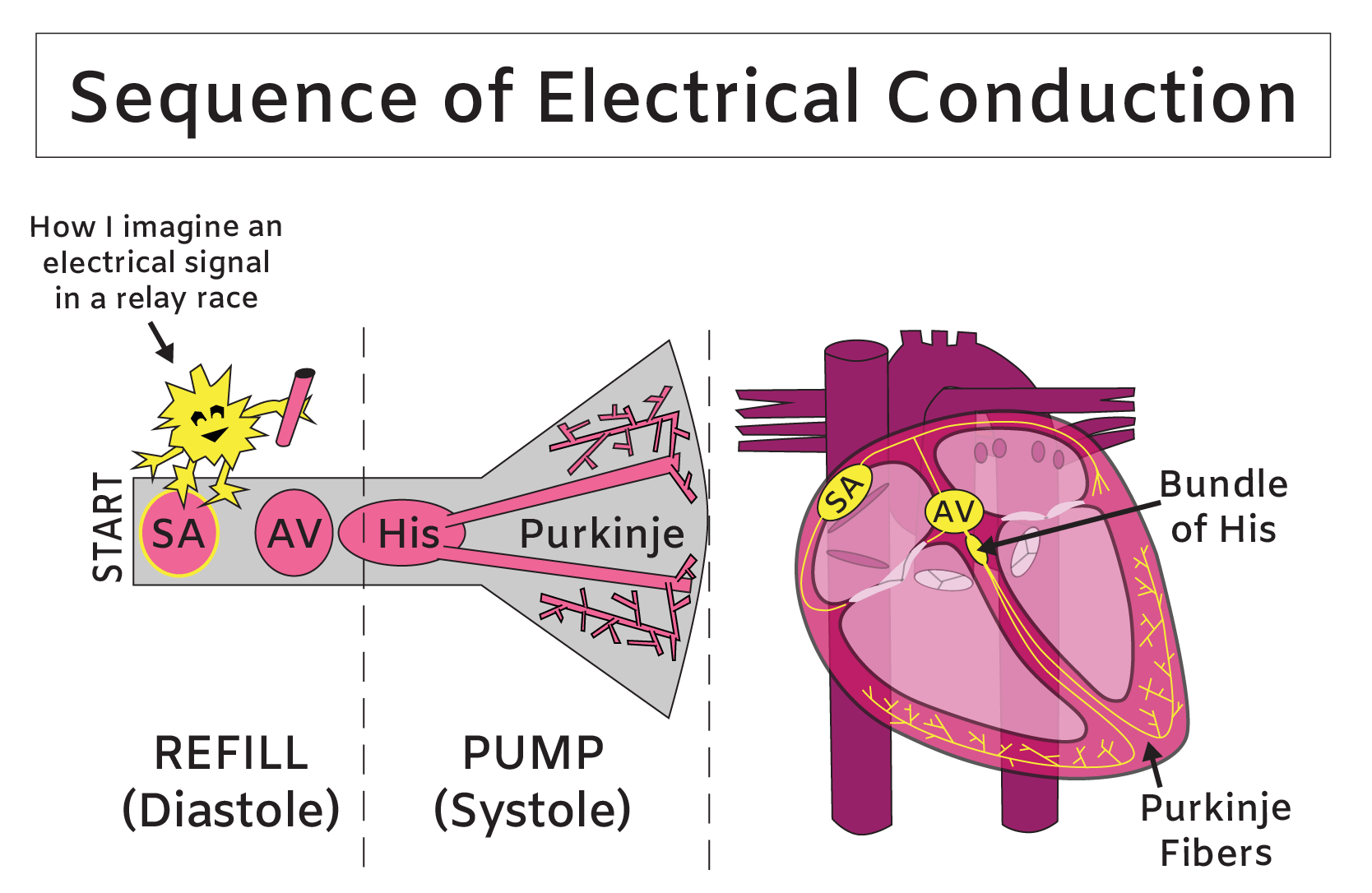 Heart Electrical System ECG And Sequence Of Electrical Conduction